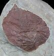 Two Fossil Leafs (Davidia, Zizyphoides) - Montana #37194-2
